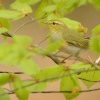 Budnicek lesni - Phylloscopus sibilatrix - Wood Warbler 2572